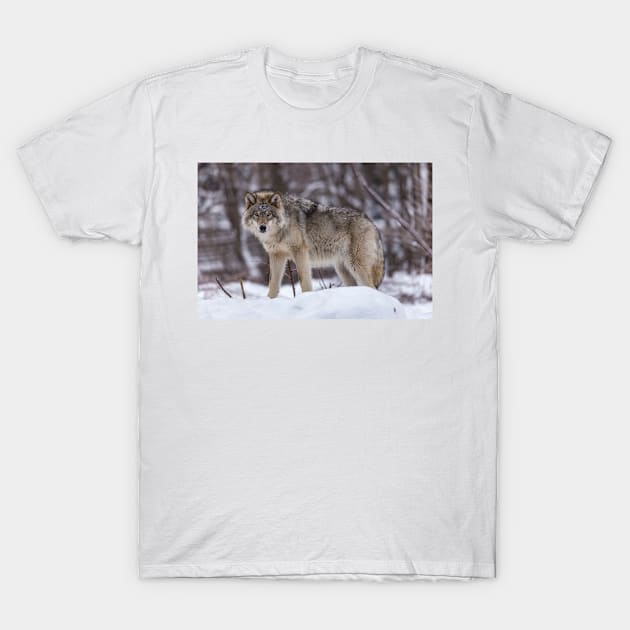 Timber wolf in winter T-Shirt by josefpittner